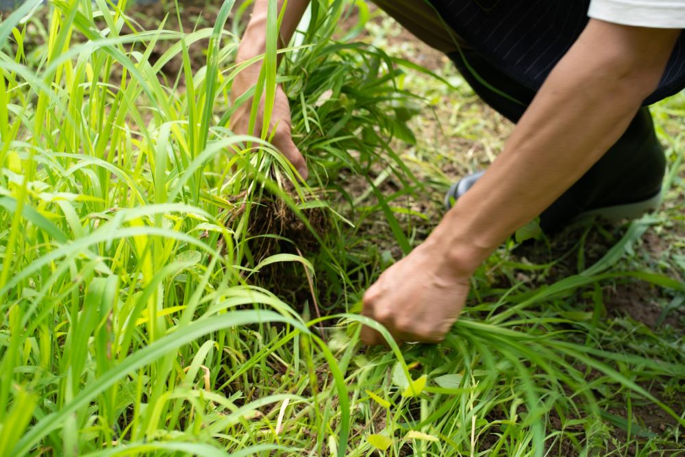 草抜き