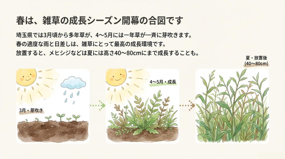 春に雑草が生えやすい理由