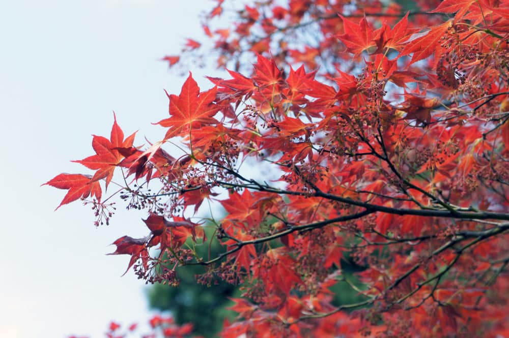 【隣家に越境しやすい草木２】横へ広がる樹木