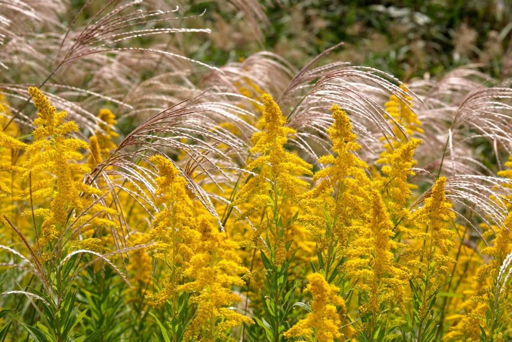 【隣家に越境しやすい草木５】背の高い草