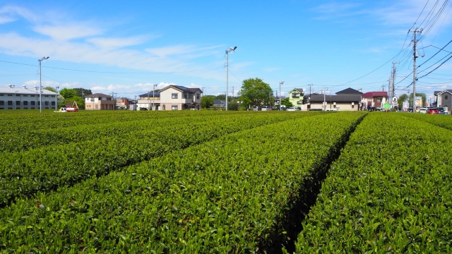 狭山茶