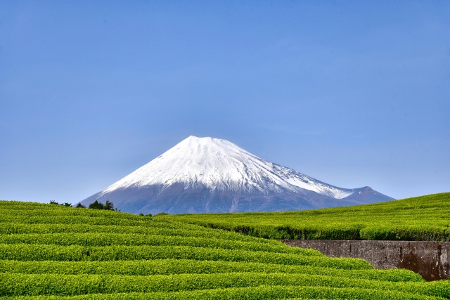 静岡茶